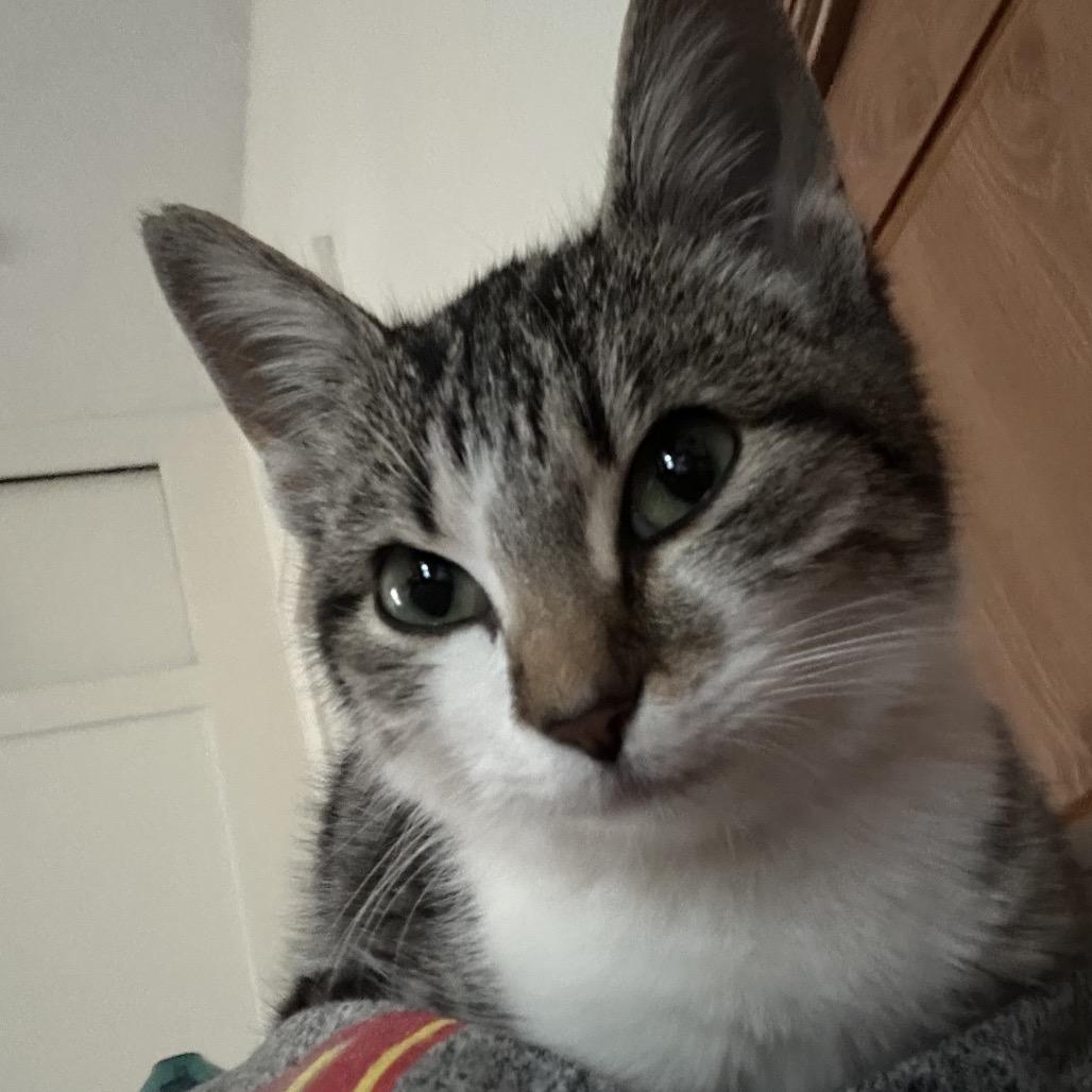 Dawn, Adoptable, Kitten Female Domestic Short Hair.