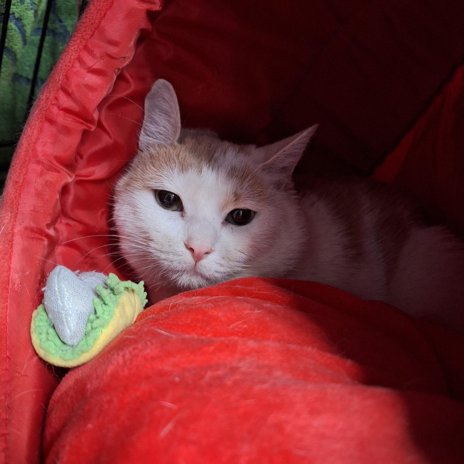 Enlarge Binx, a Adoptable Domestic Short Hair in Clarinda, IA image 2/2