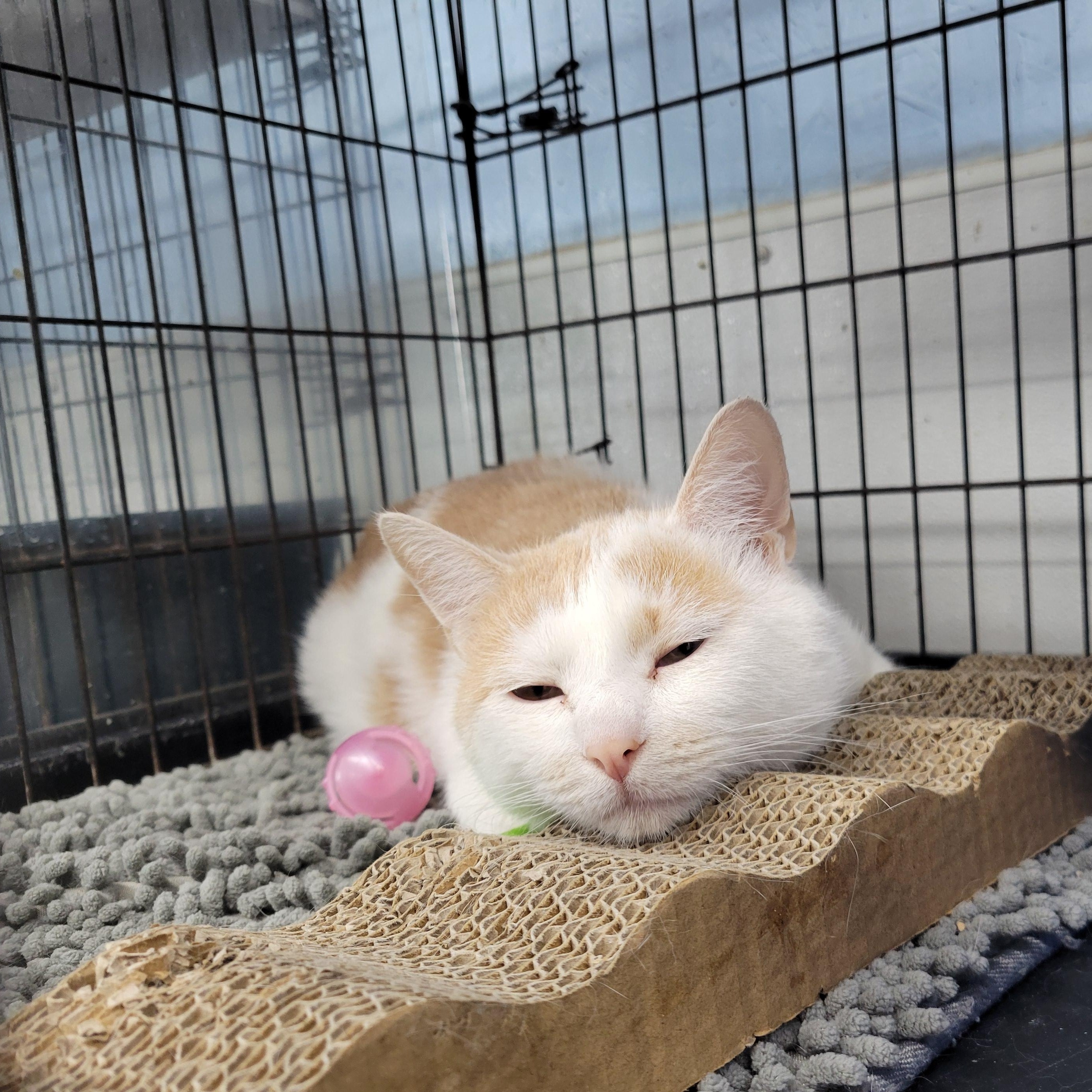 Binx, a Adoptable Domestic Short Hair in Clarinda, IA image 1/3