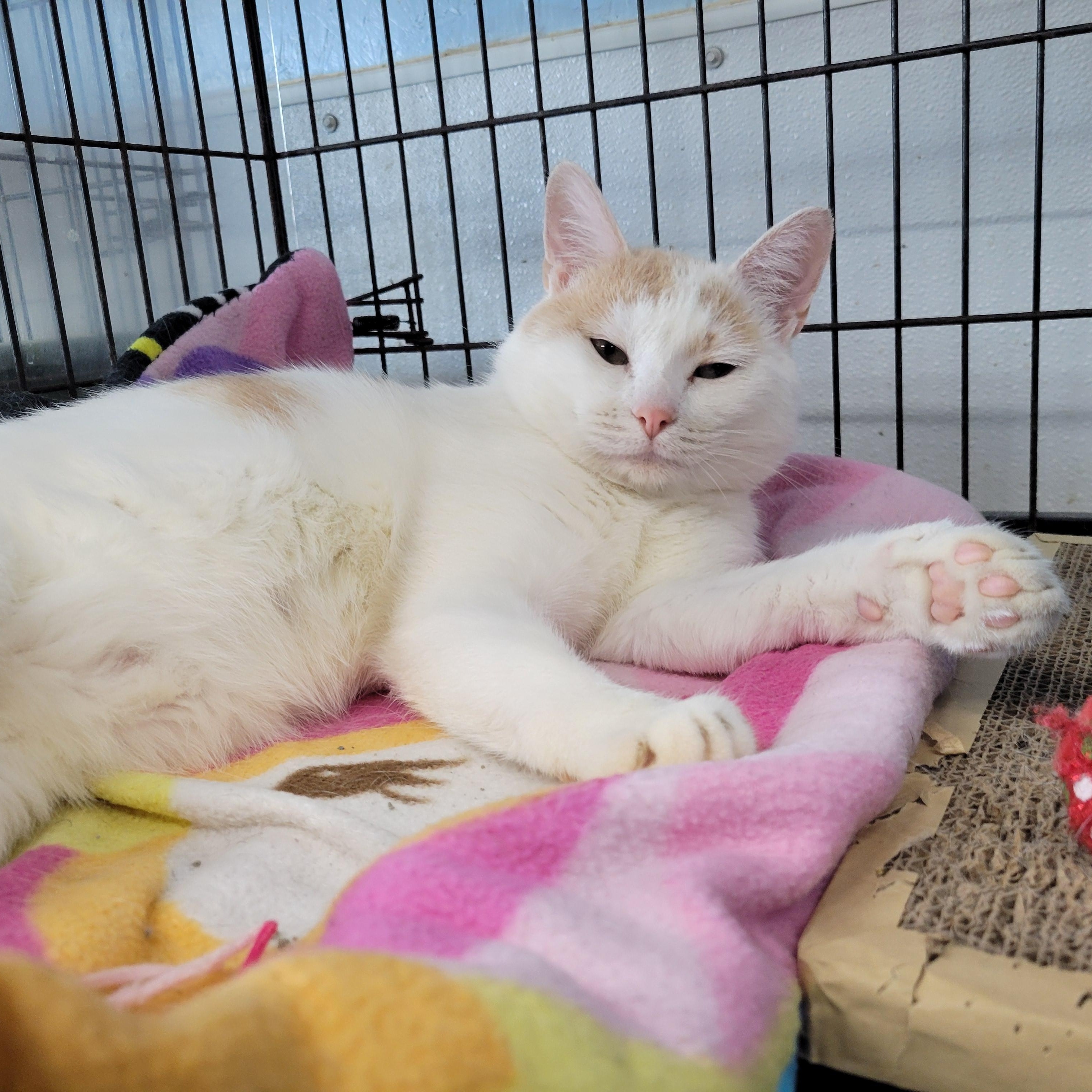 Binx, Adoptable, Young Male Domestic Short Hair.