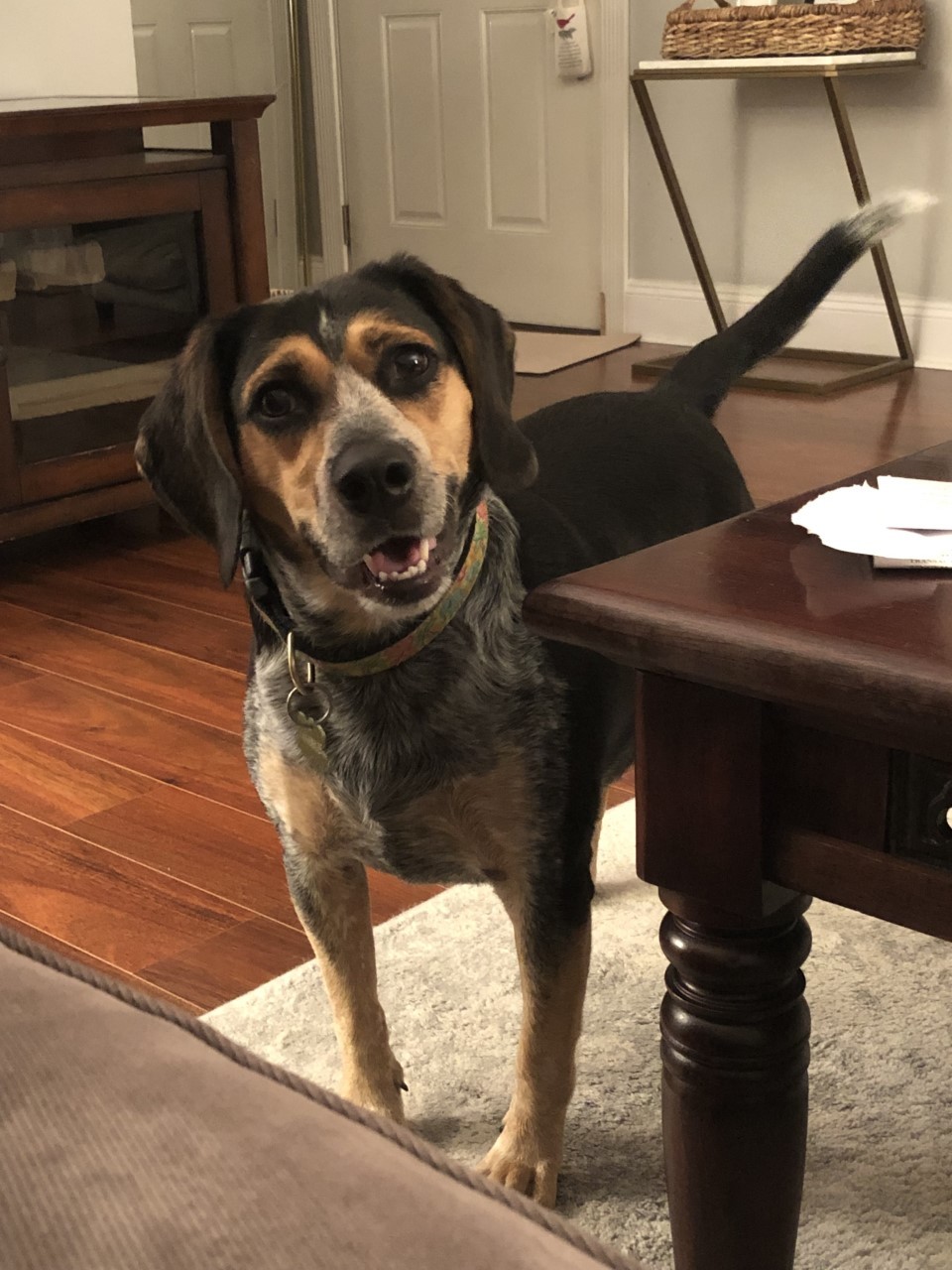 Enlarge Petfinder Test Listing, a Adopted Domestic Short Hair in saint louis, MO image 5/6