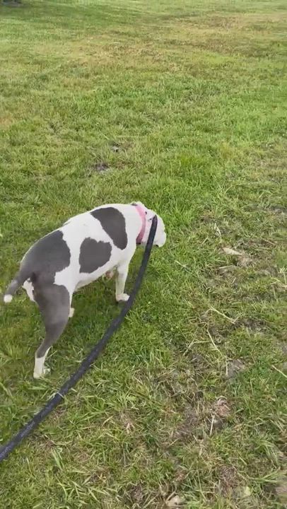 Enlarge Petfinder Test Listing, a Adopted Domestic Short Hair in saint louis, MO video 4/6