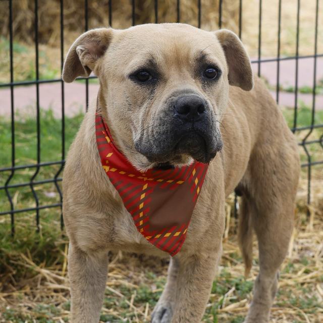 ROSIE, Adoptable, Adult Female American Staffordshire Terrier.