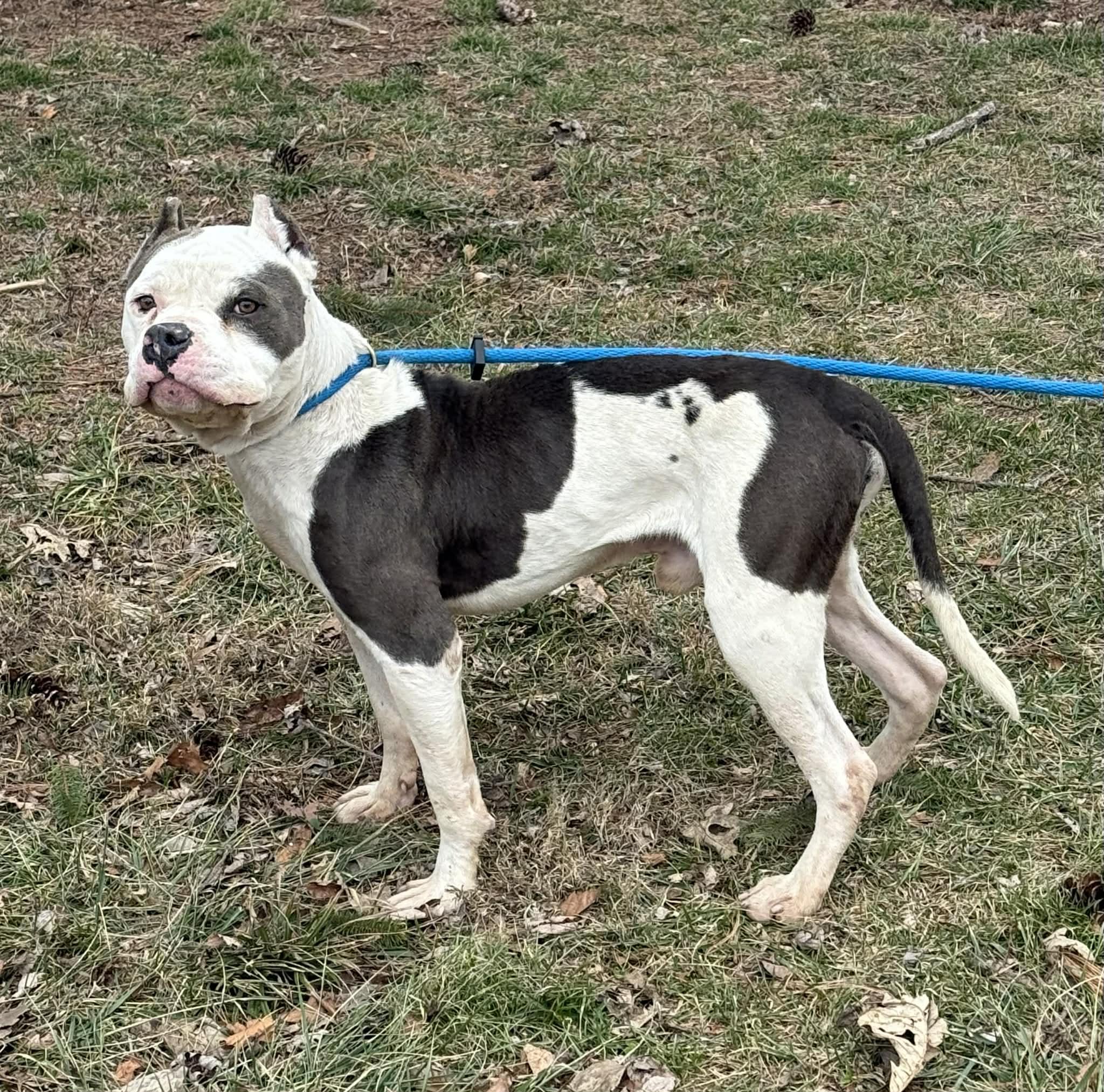 Snowball, a ADOPTABLE mixed breed in Springfield, IL image 5/5