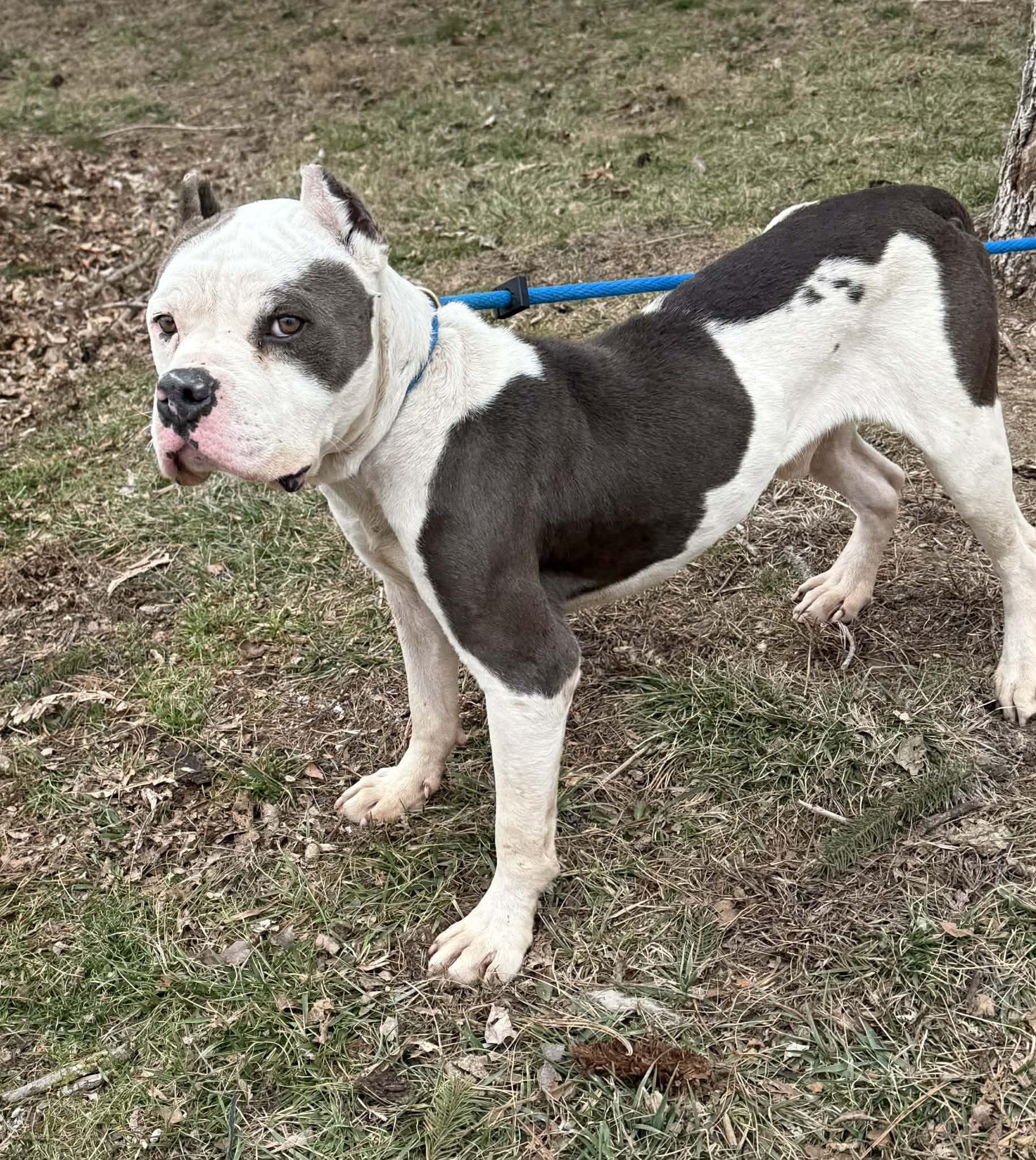 Snowball, a ADOPTABLE mixed breed in Springfield, IL image 4/5