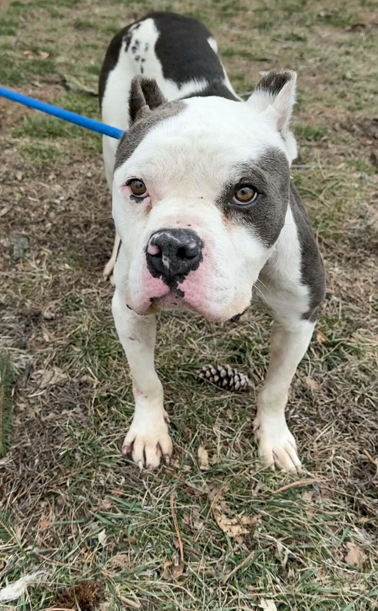 Snowball, a ADOPTABLE mixed breed in Springfield, IL image 3/5