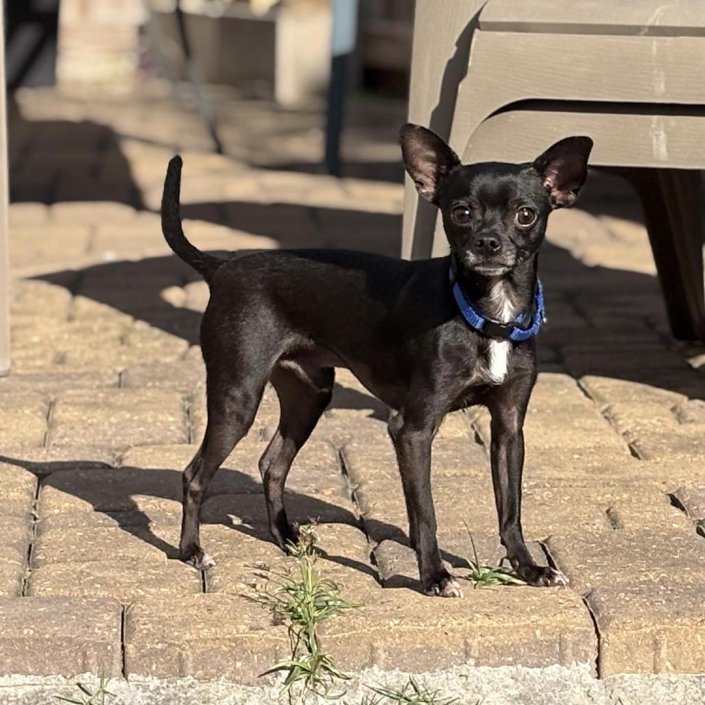 Papi, a Adoptable Chihuahua in Katy, TX image 1/5