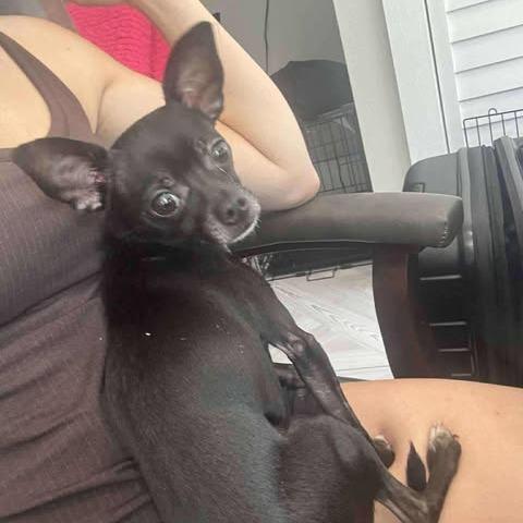 Papi, a Adoptable Chihuahua in Katy, TX image 2/5