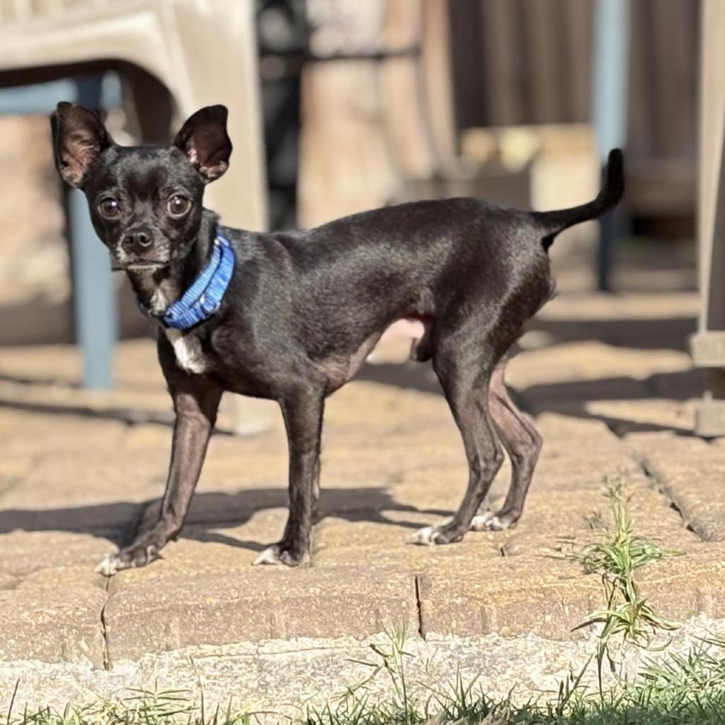Papi, a Adoptable Chihuahua in Katy, TX image 3/5