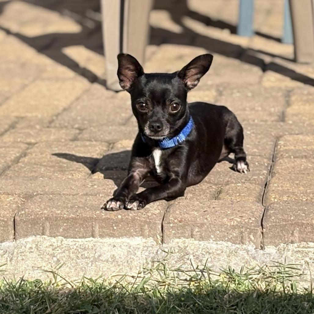 Papi, a Adoptable Chihuahua in Katy, TX image 4/5