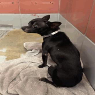 Papi, a Adoptable Chihuahua in Katy, TX image 5/5