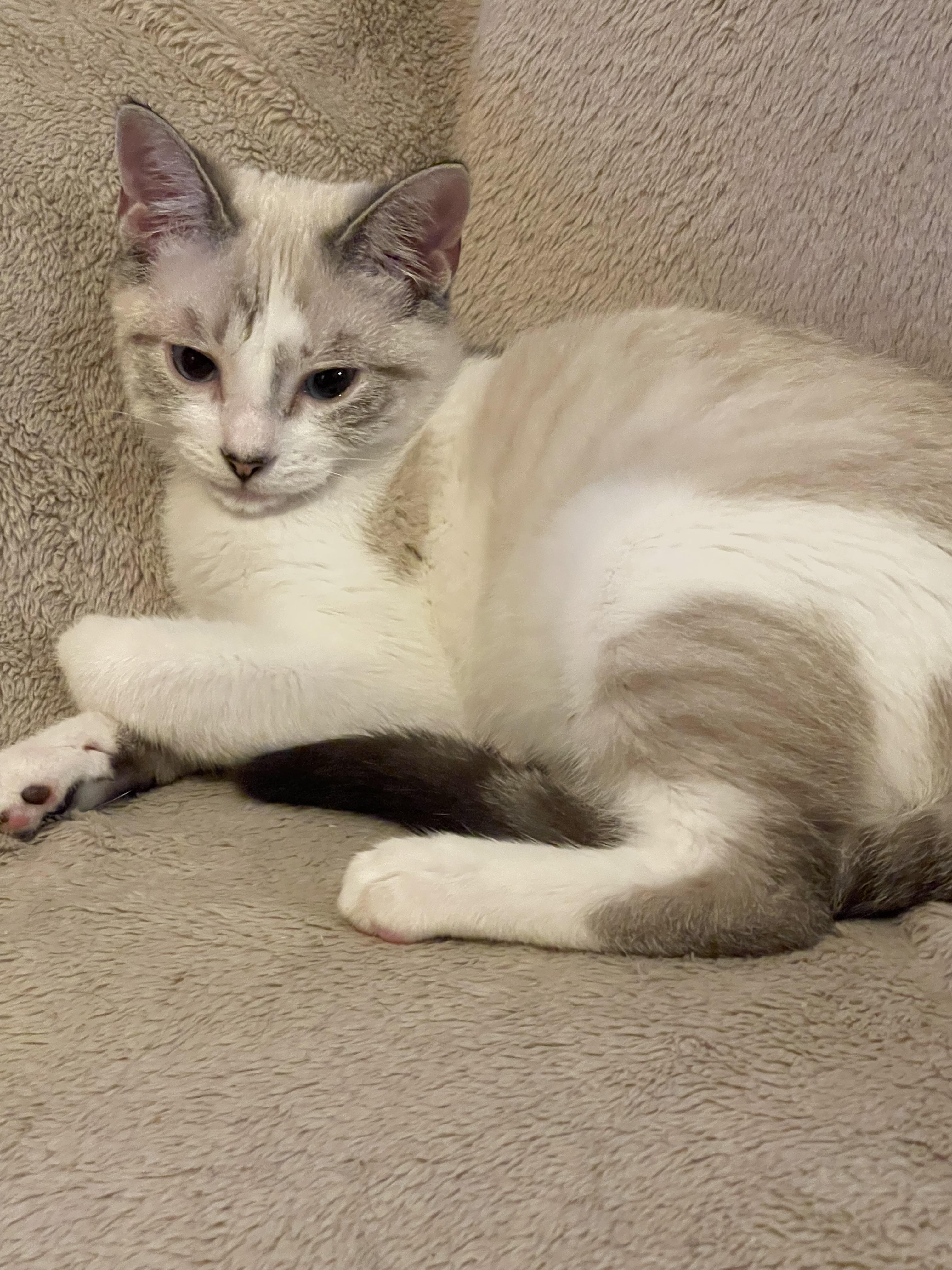 Enlarge Princess , an adopted mixed breed in san antonio, TX image 2/2