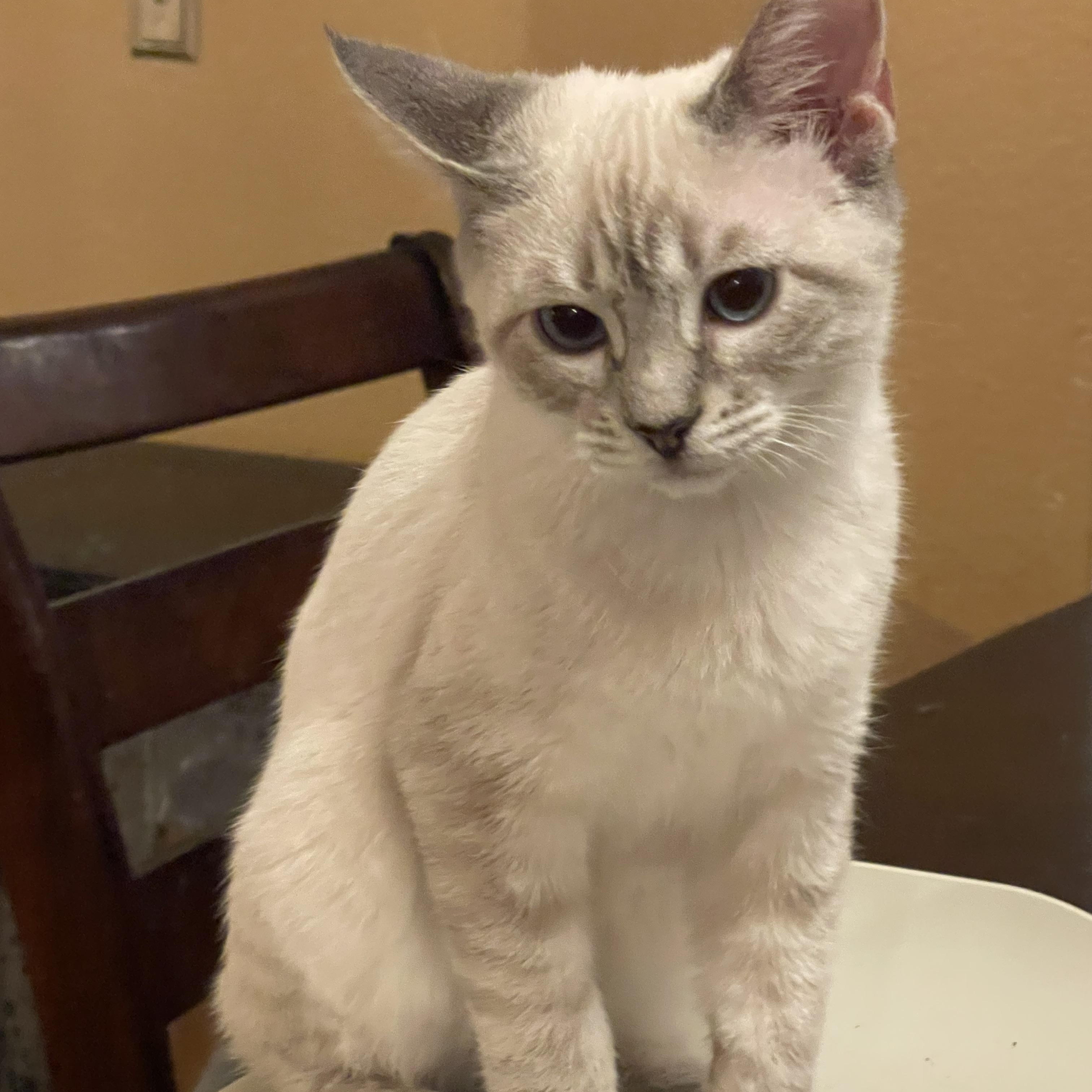 Enlarge Princess , an adopted mixed breed in san antonio, TX image 1/2