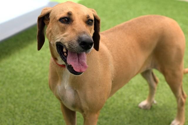 CASEY, Adoptable, Adult Female Black Mouth Cur.