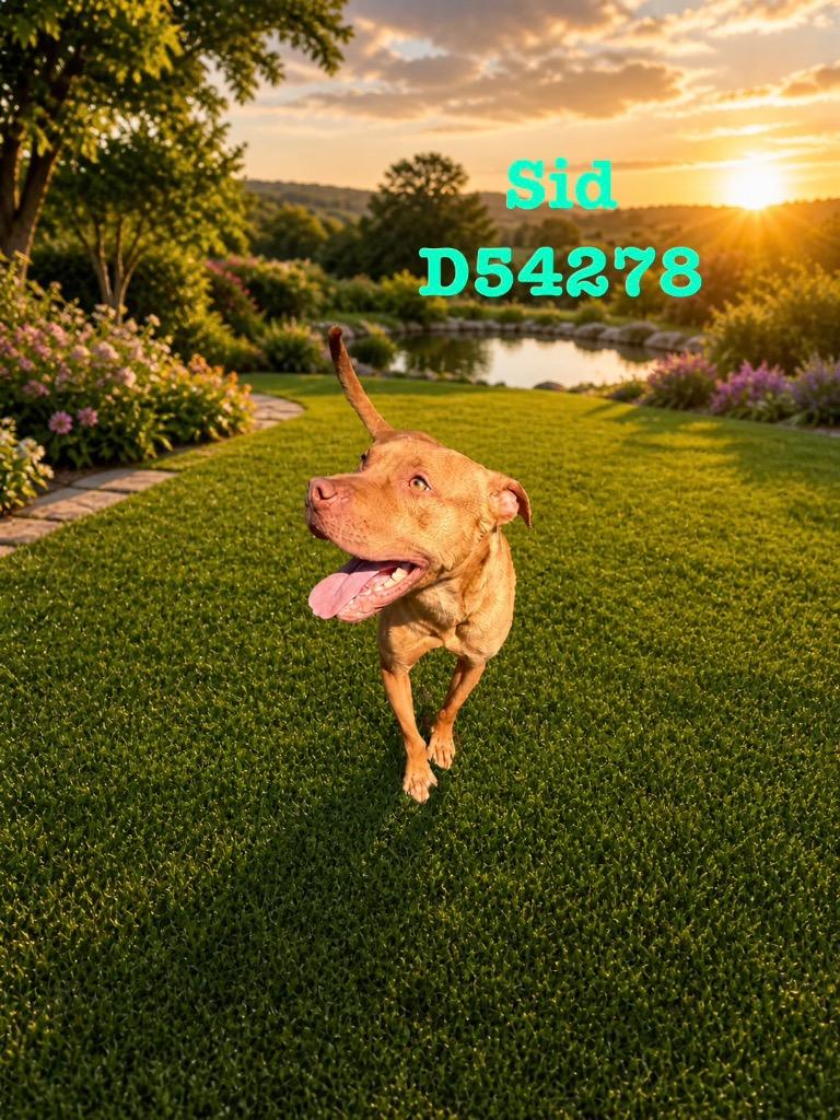 Enlarge Sid, a Adoptable Mixed Breed in Clarksville, TN image 1/6