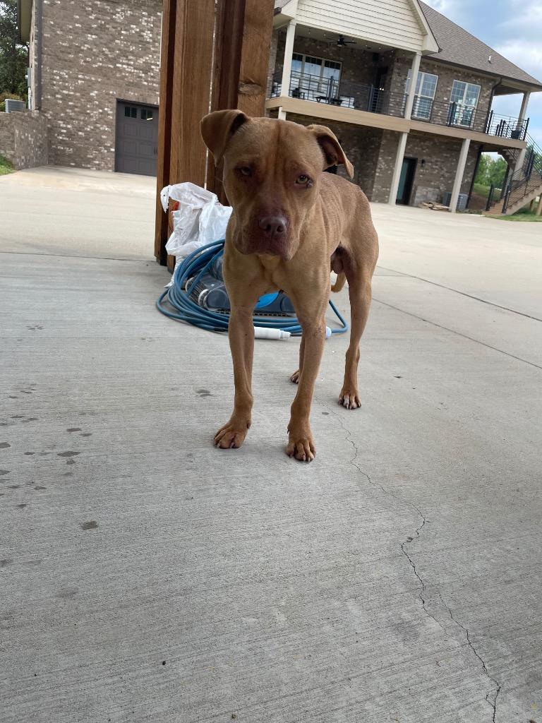 Enlarge Sid, a Adoptable Mixed Breed in Clarksville, TN image 1/2