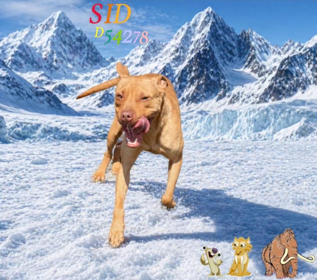 Enlarge Sid, a Adoptable Mixed Breed in Clarksville, TN image 4/6