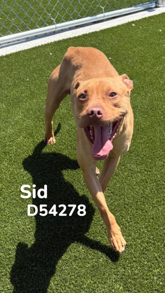Enlarge Sid, a Adoptable Mixed Breed in Clarksville, TN image 5/6