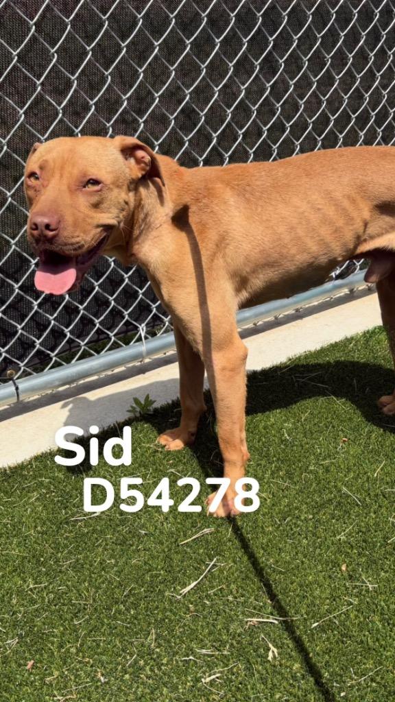 Enlarge Sid, a Adoptable Mixed Breed in Clarksville, TN image 2/2