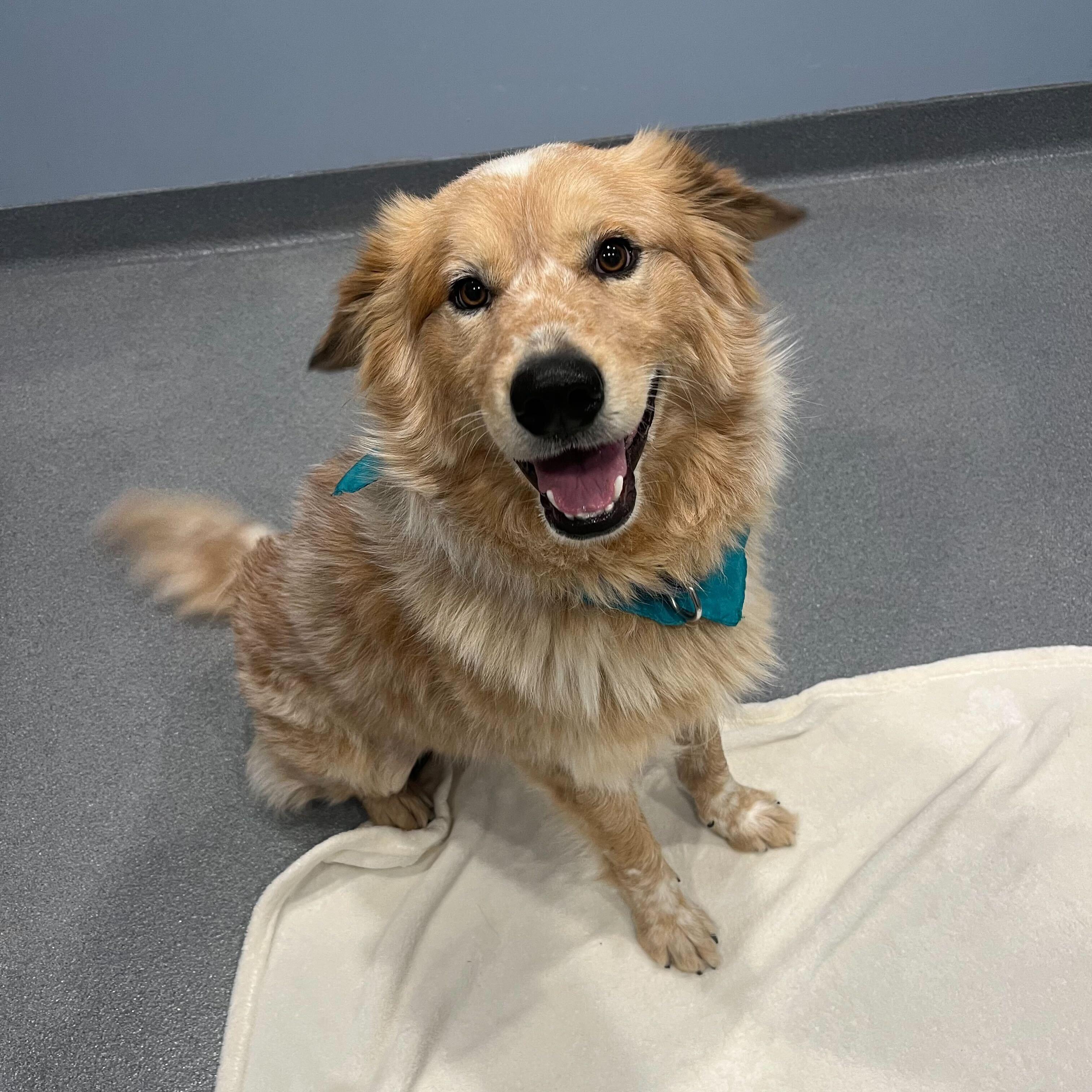 Winter, ADOPTABLE, Young Male Mixed Breed.