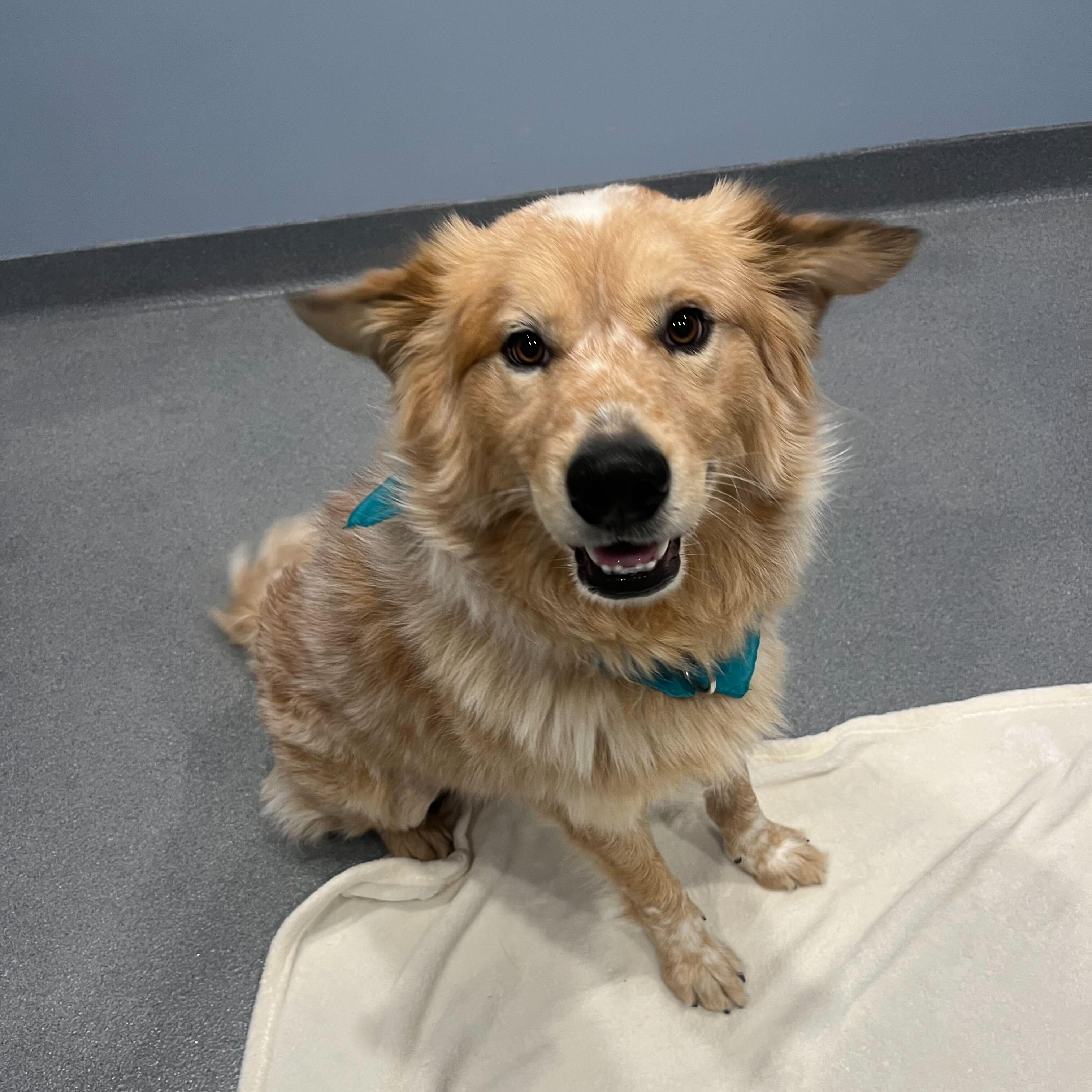 Winter, an adopted Mixed Breed in Canal Winchester, OH image 2/5