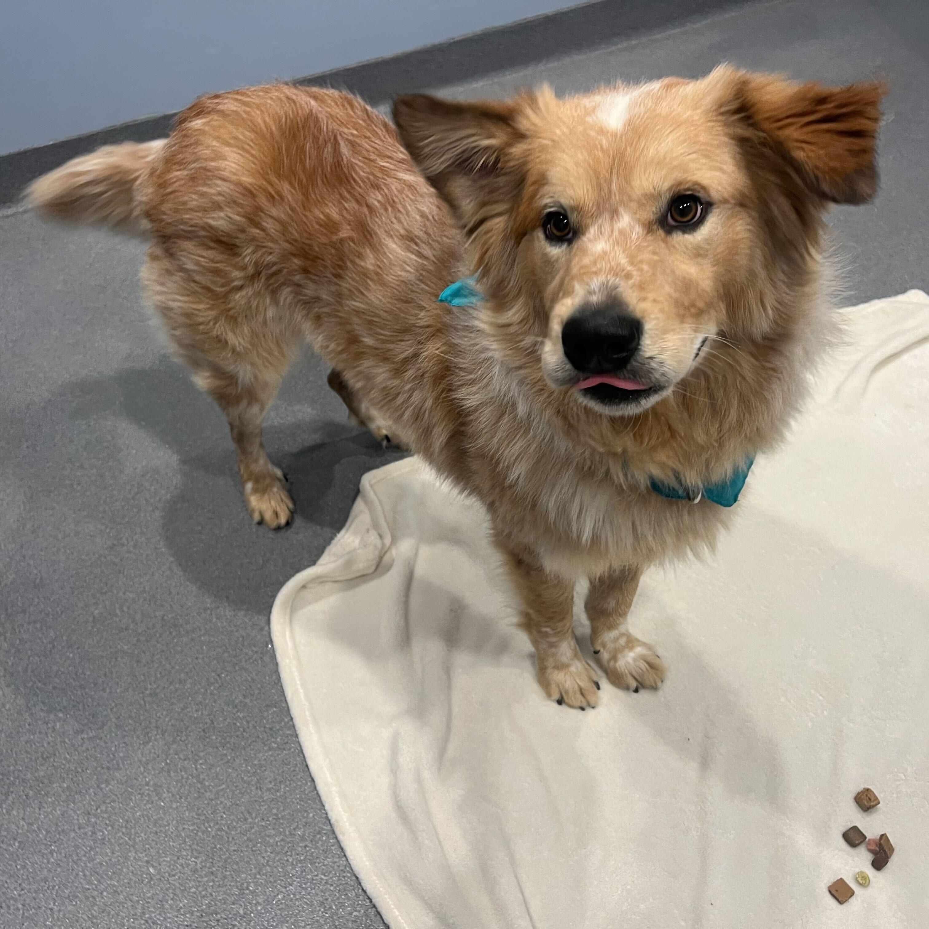 Winter, an adopted Mixed Breed in Canal Winchester, OH image 3/5