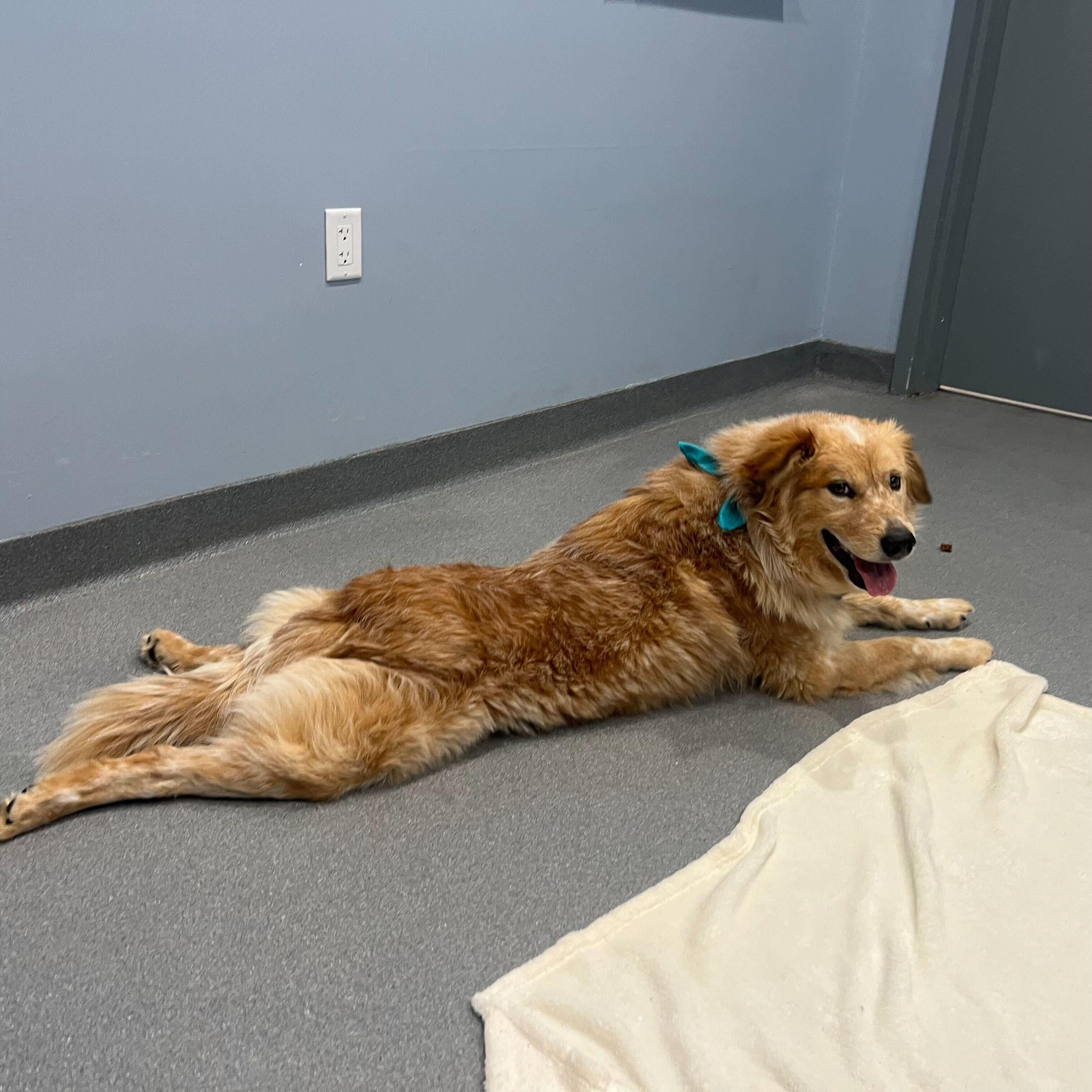 Winter, an adopted Mixed Breed in Canal Winchester, OH image 4/5