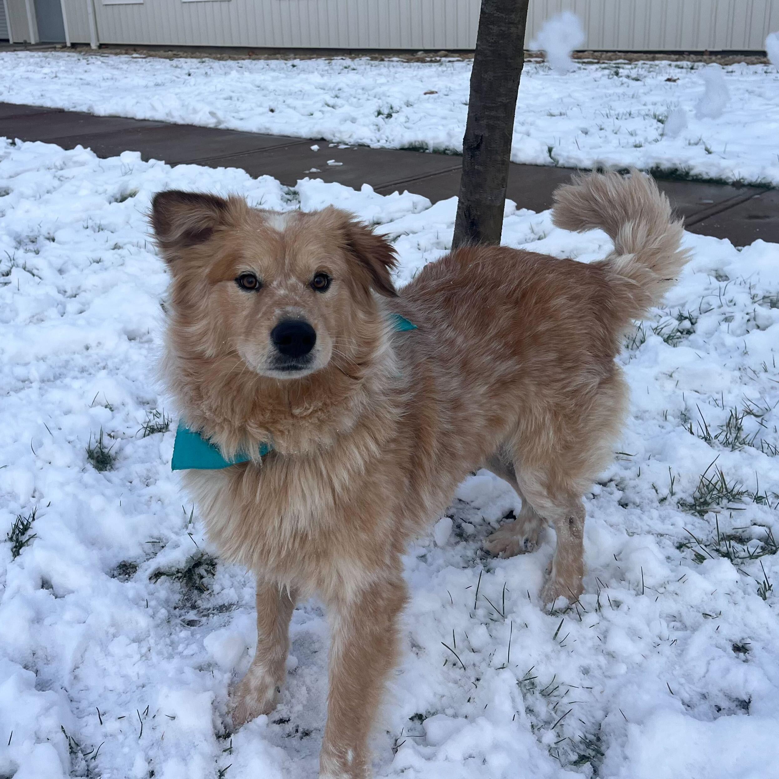 Winter, an adopted Mixed Breed in Canal Winchester, OH image 5/5
