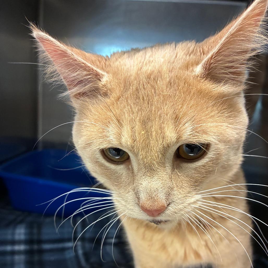 Enlarge Brandon, a Adoptable Domestic Short Hair in Horn Lake, MS image 1/1