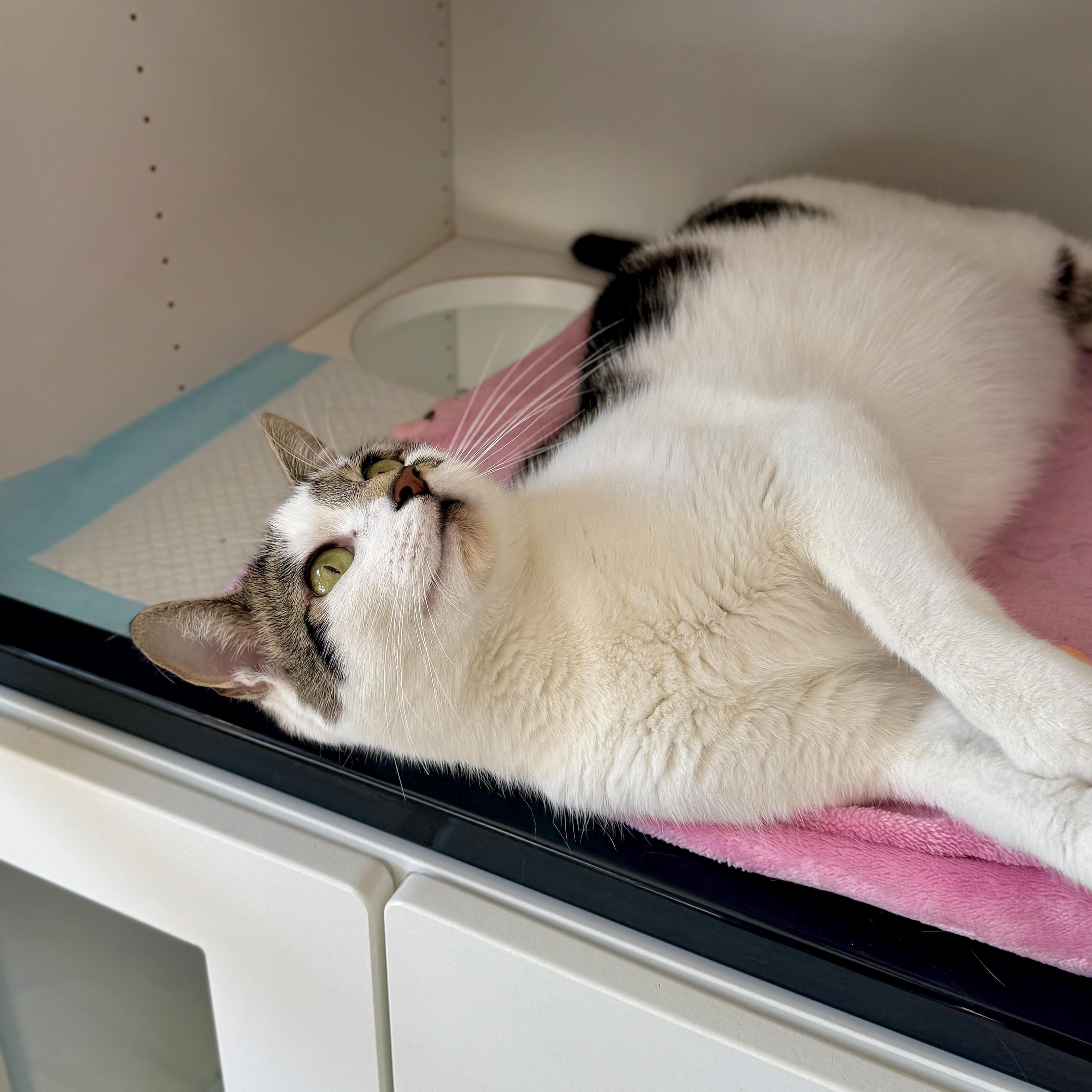 Baby, a Adoptable Domestic Short Hair in Ramsey, NJ image 3/6