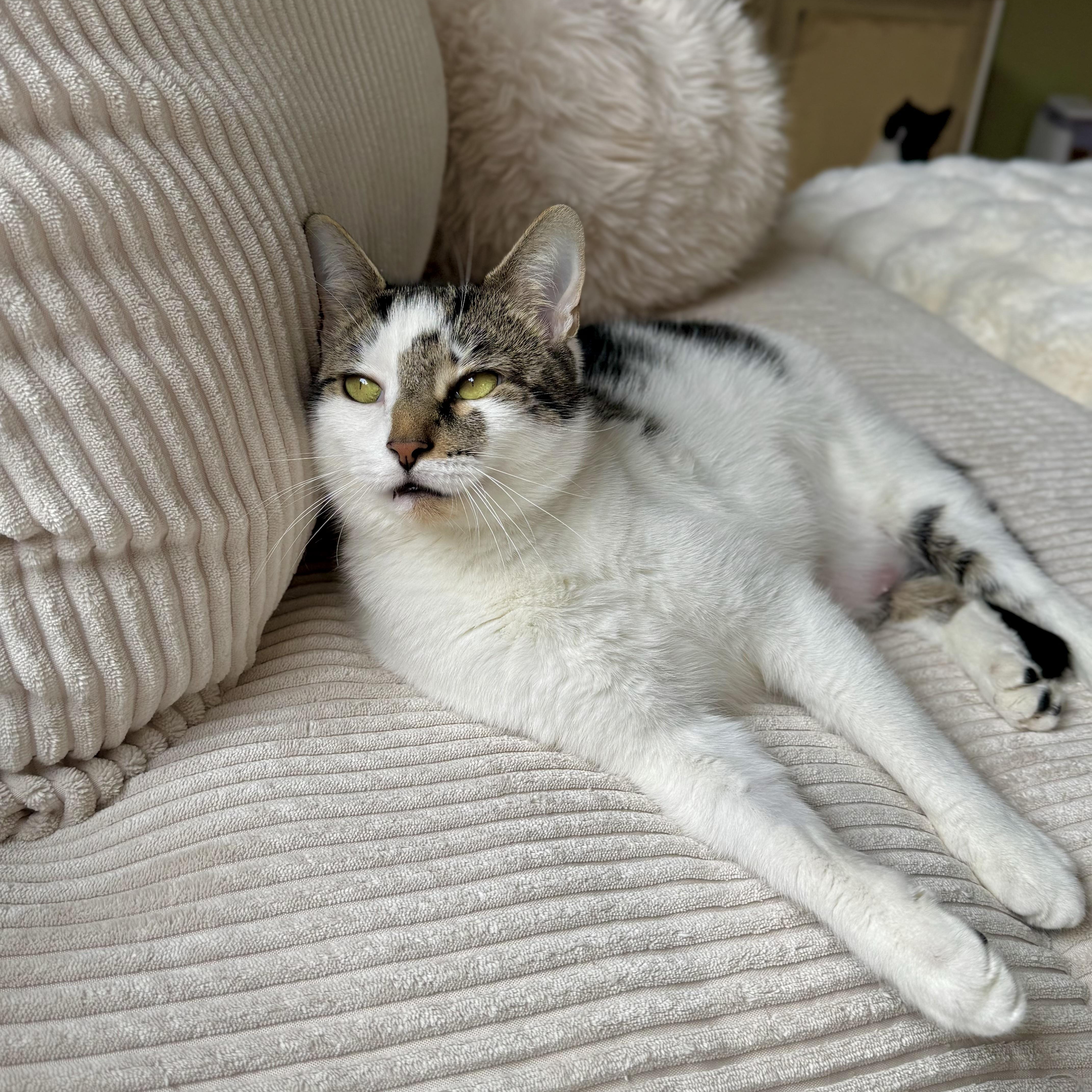 Baby, a Adoptable Domestic Short Hair in Ramsey, NJ image 1/6