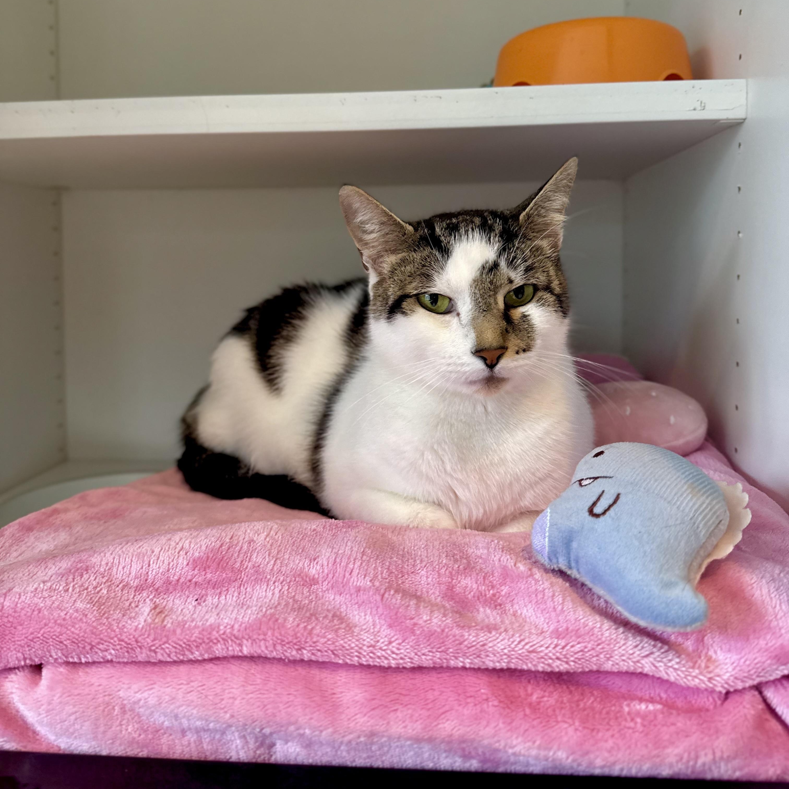 Baby, a Adoptable Domestic Short Hair in Ramsey, NJ image 5/6