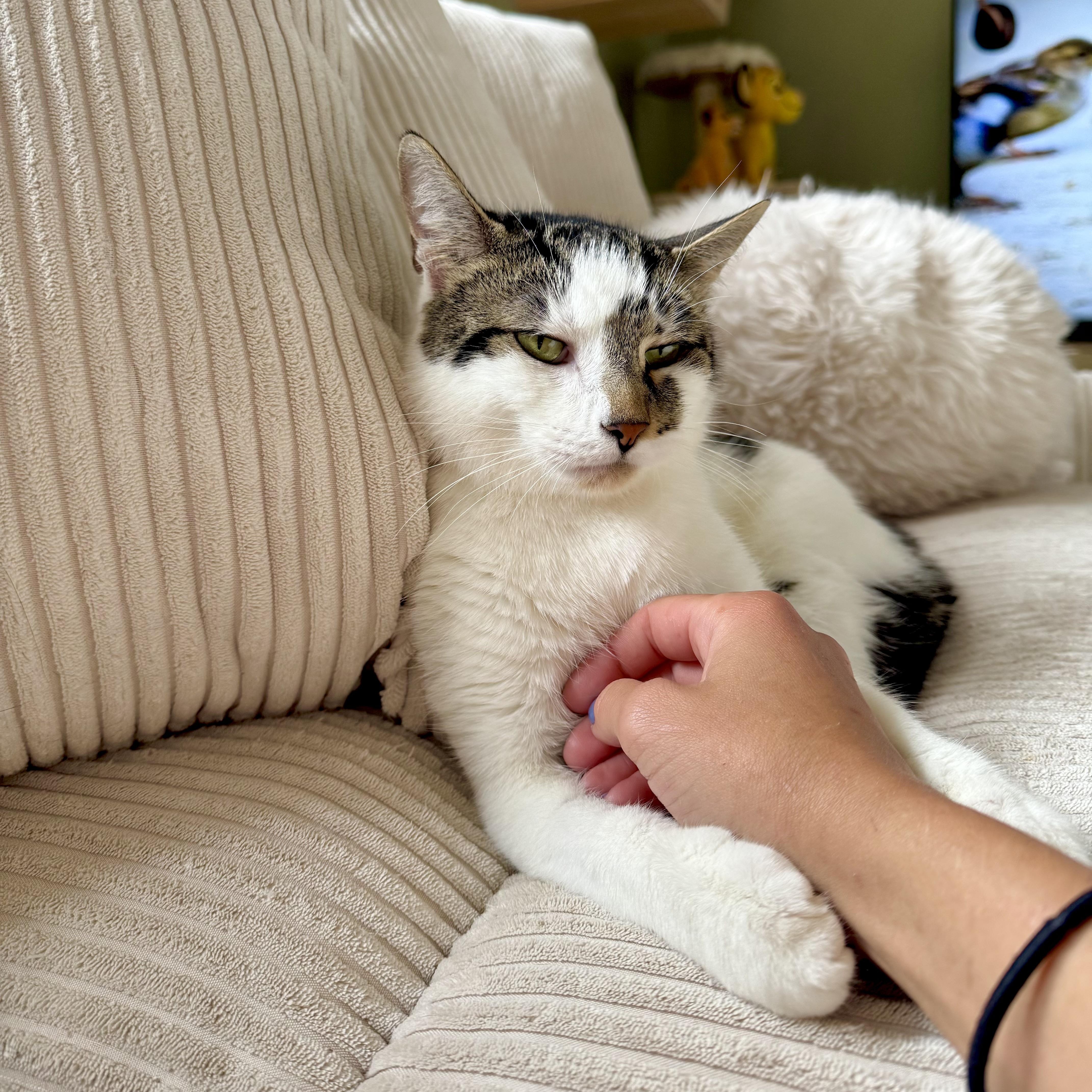 Baby, a Adoptable Domestic Short Hair in Ramsey, NJ image 4/6