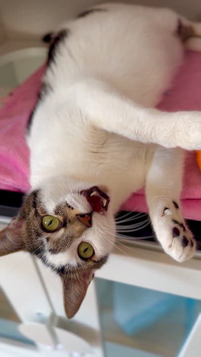 Enlarge Baby, a Adoptable Domestic Short Hair in Ramsey, NJ video 6/6