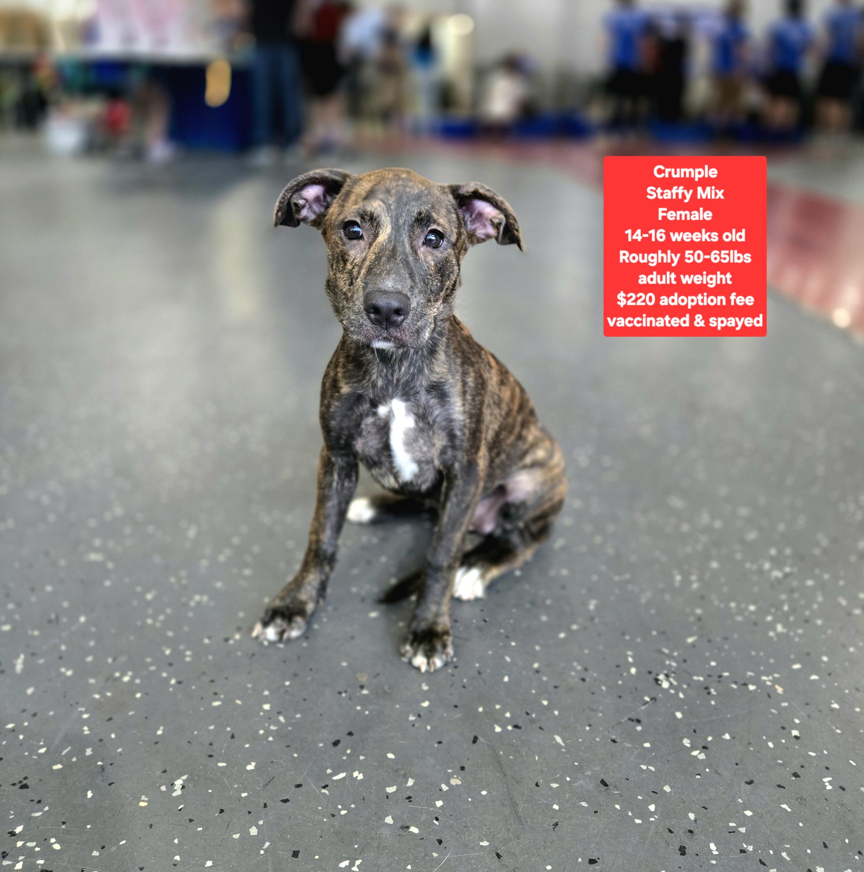 Enlarge Crumple, a Adoptable mixed breed in Oviedo, FL image 1/1
