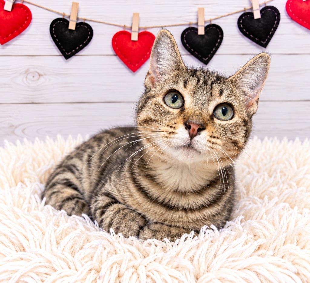 Enlarge Jimmy, a Adoptable mixed breed in Corpus Christi, TX image 1/1