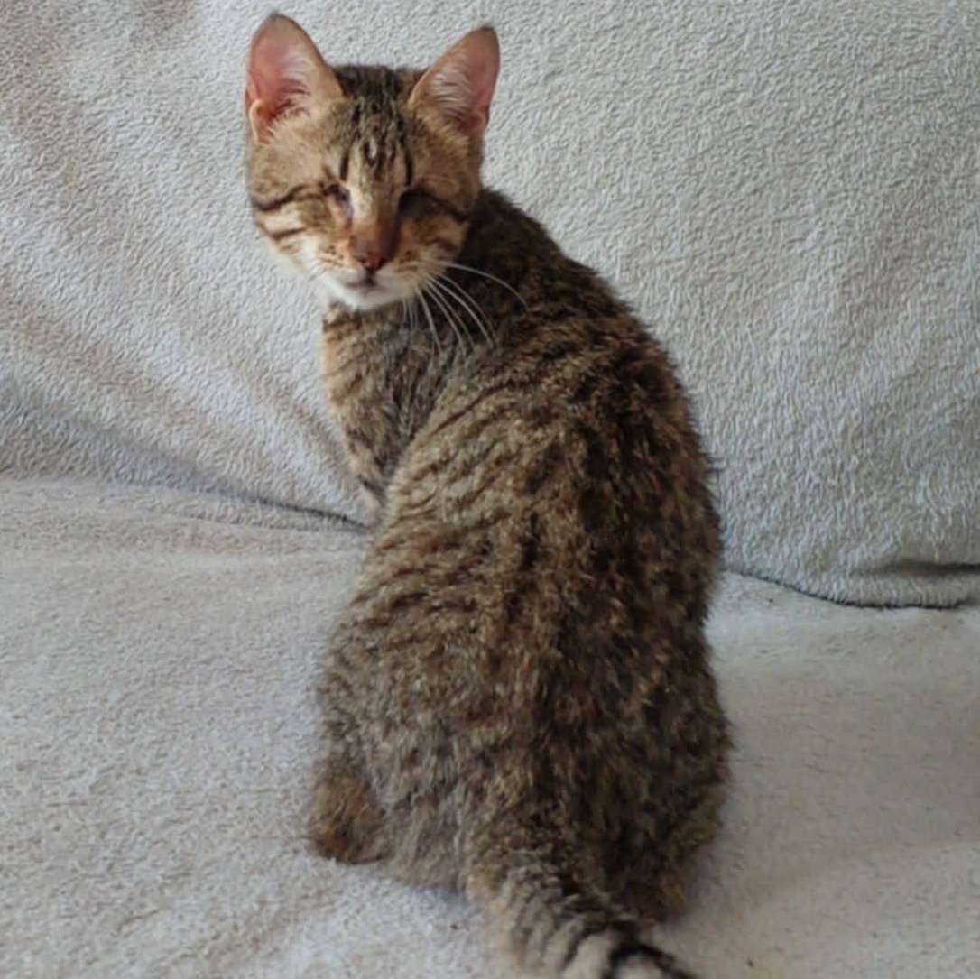 Saleena- 3 months Blind