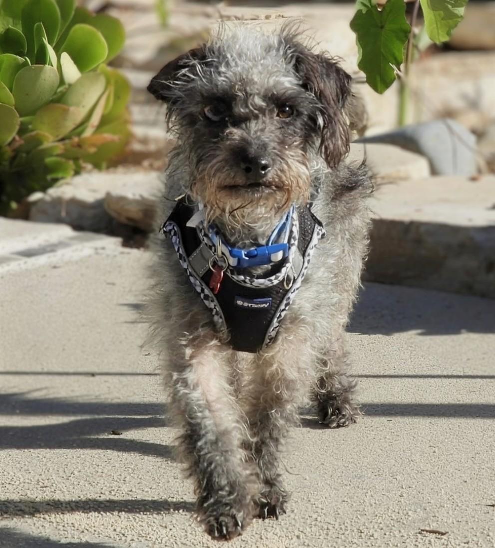 Leasha Keys, a Adoptable mixed breed in Thousand Oaks, CA image 1/5