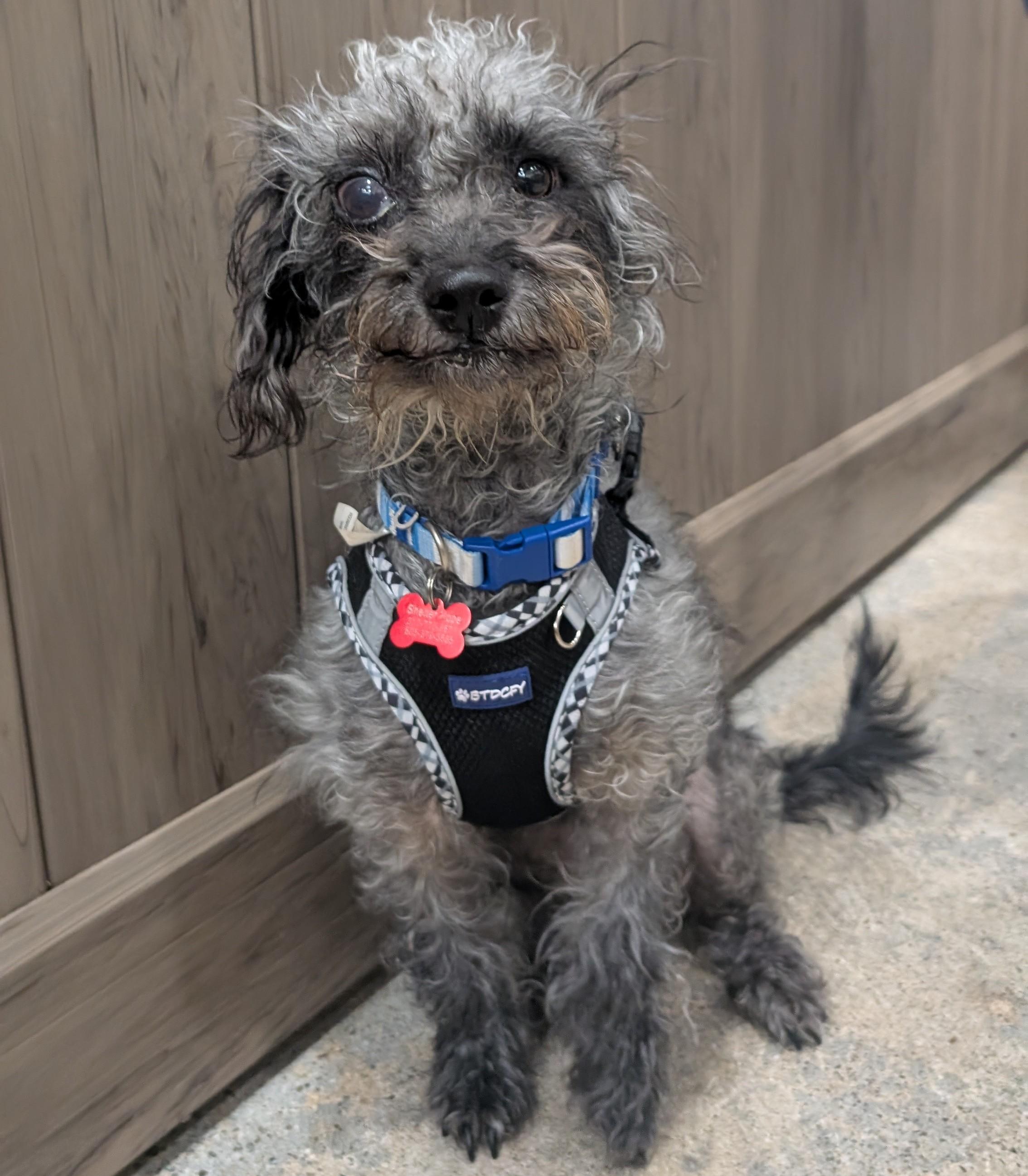 Leasha Keys, a Adoptable mixed breed in Thousand Oaks, CA image 3/5