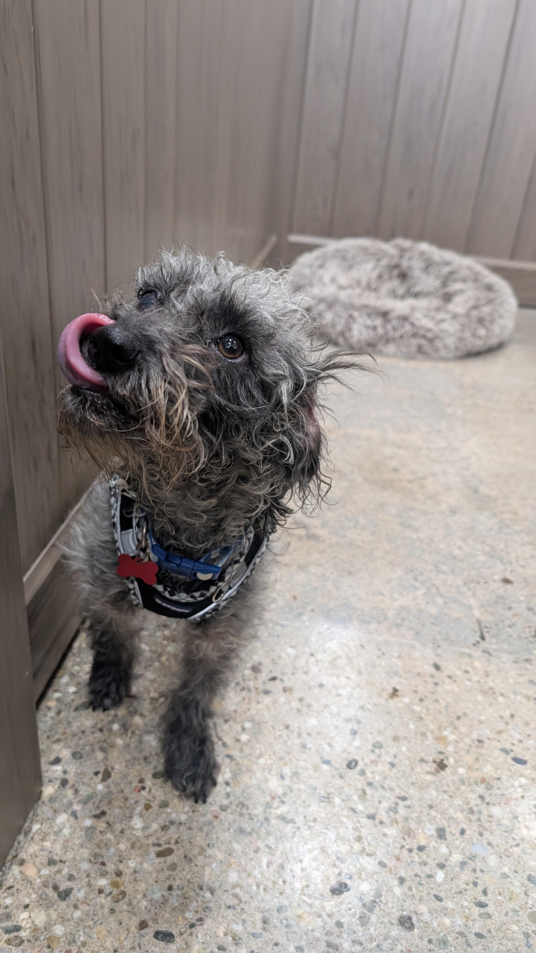 Leasha Keys, a Adoptable mixed breed in Thousand Oaks, CA image 5/5