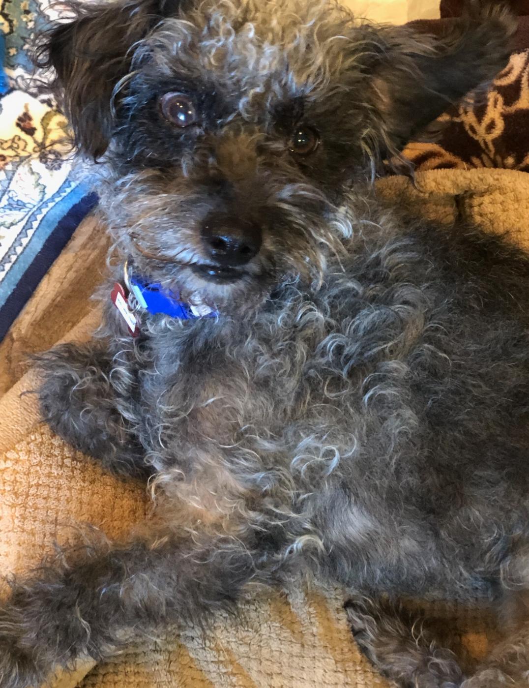 Leasha Keys, a Adoptable mixed breed in Thousand Oaks, CA image 2/5