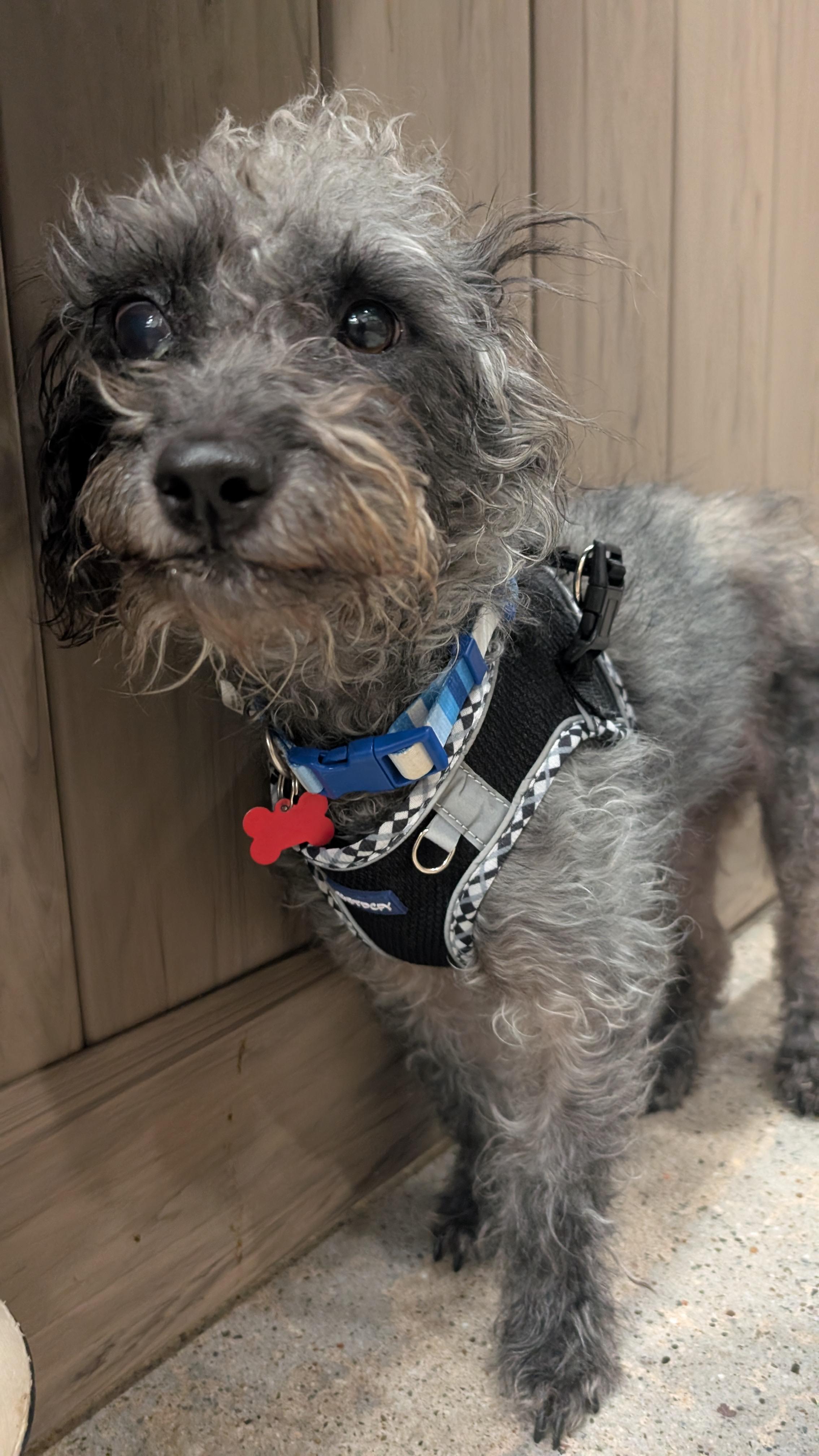 Leasha Keys, a Adoptable mixed breed in Thousand Oaks, CA image 4/5