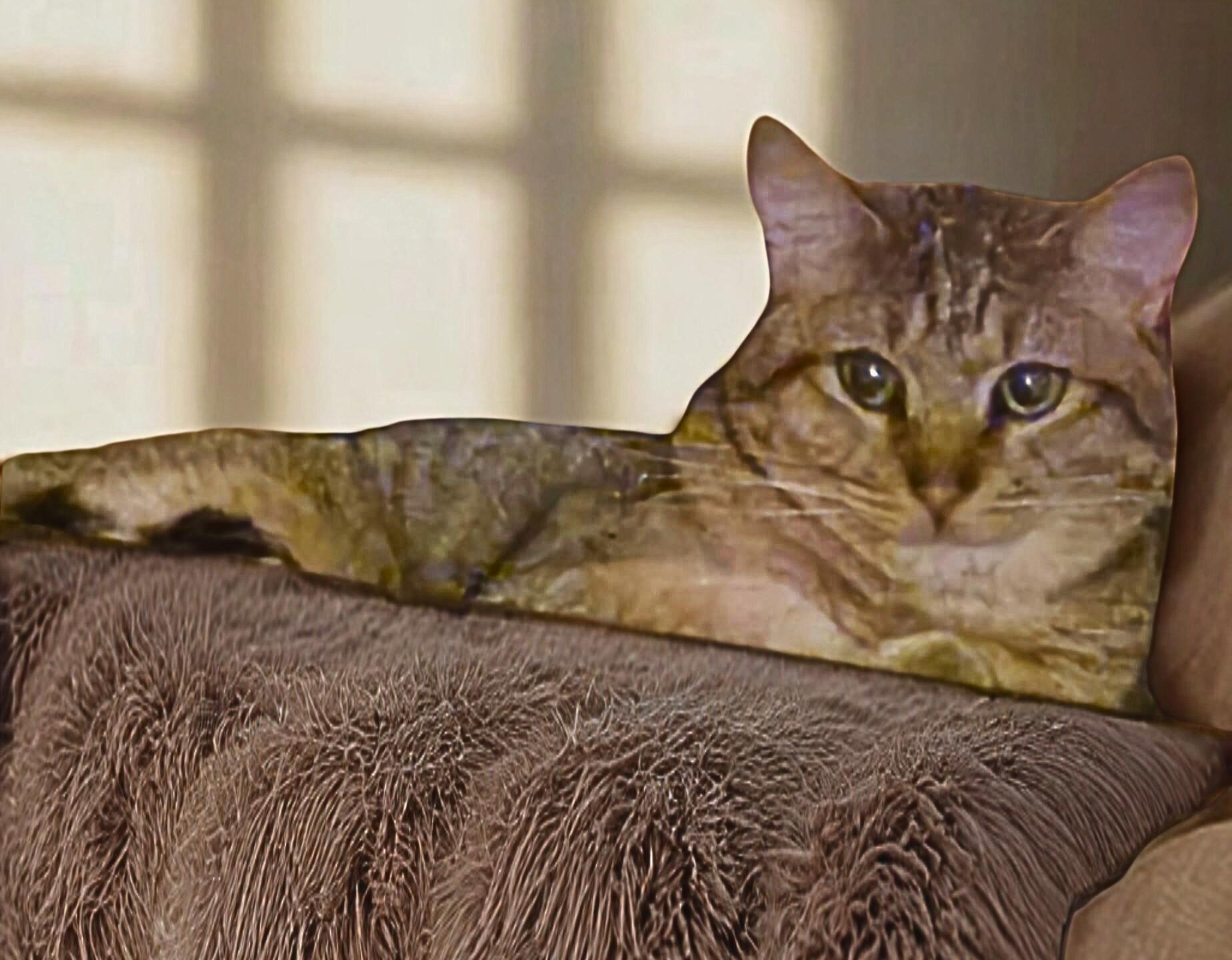 Pretzel, Adoptable, Adult Male Domestic Short Hair.