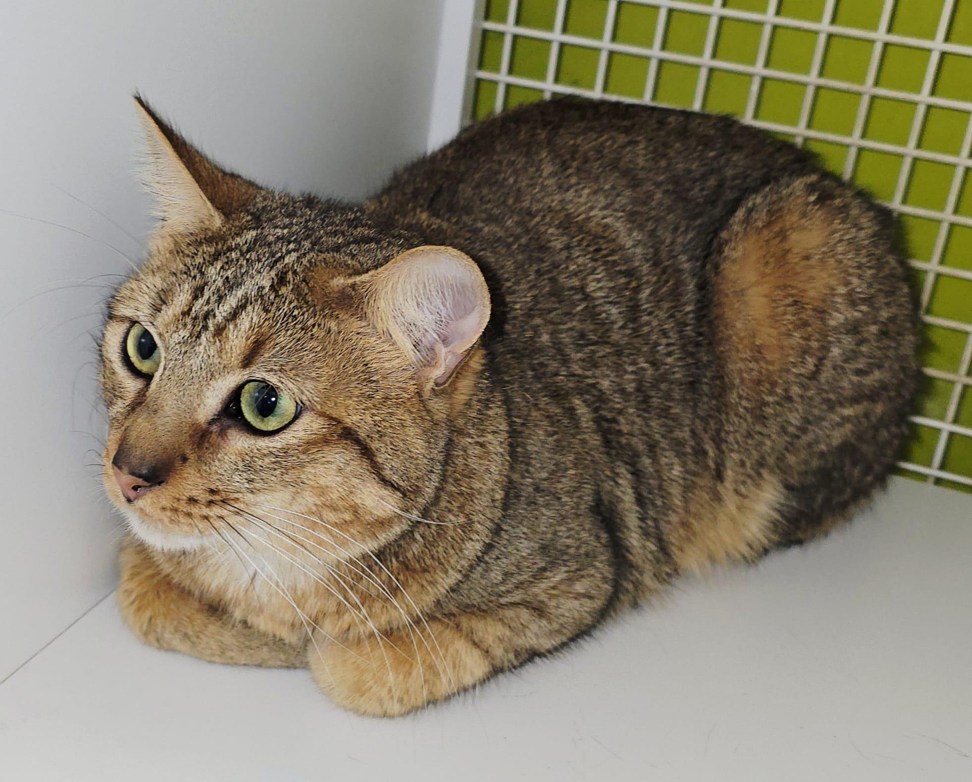 Pretzel, Adoptable, Adult Male Domestic Short Hair.