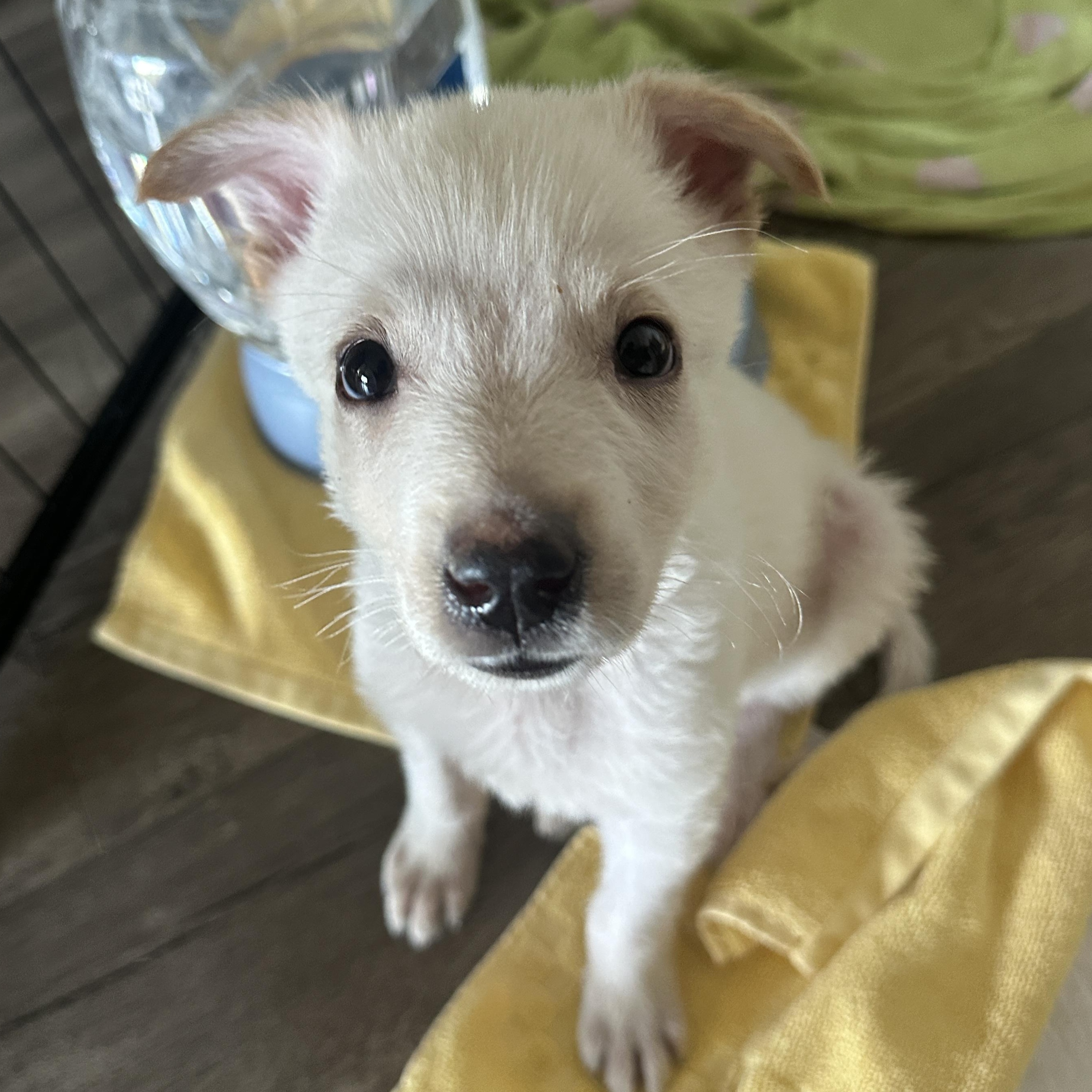 Apollo