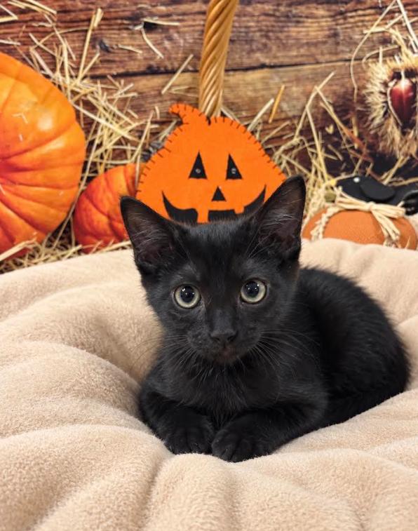 Enlarge Cocoa, a Adoptable Domestic Short Hair in Tehachapi, CA image 1/1