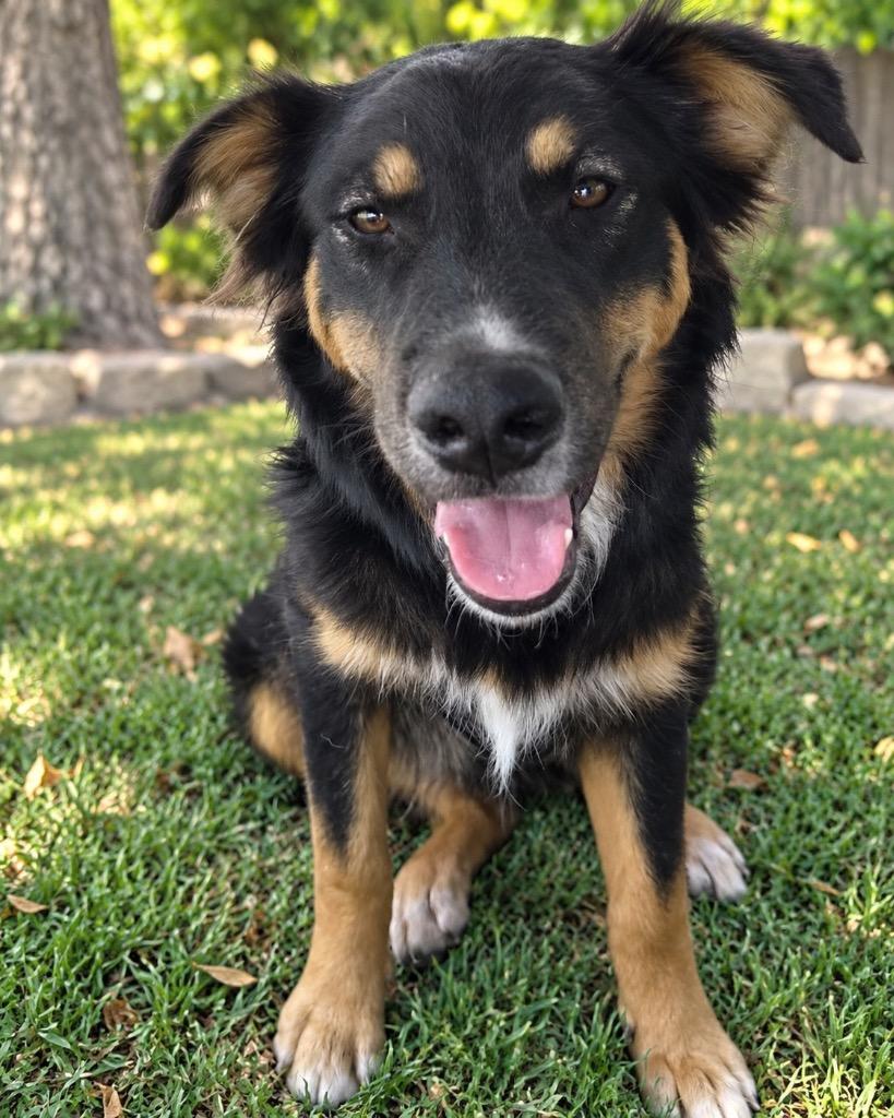 Enlarge Buddyboy, a Adoptable mixed breed in Reno, NV image 1/3