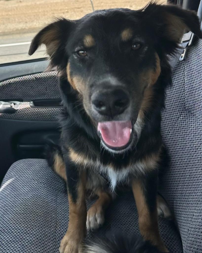 Enlarge Buddyboy, a Adoptable mixed breed in Reno, NV image 2/3
