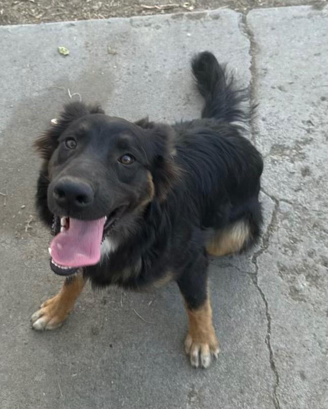 Enlarge Buddyboy, a Adoptable mixed breed in Reno, NV image 3/3