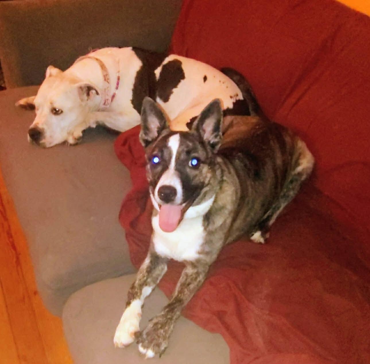 Enlarge Indio (9 Months Old), a Adoptable mixed breed in Albany, NY image 3/4